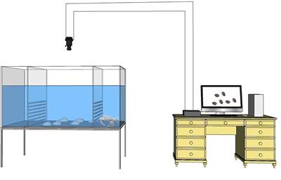 Feeding strategy trade-off and selection of marine nocturnal gastropods under <mark class="highlighted">predation risk</mark>